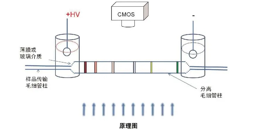 高压放大器应用领域分享：介电电泳(DEP)技术的具体应用